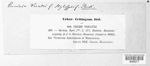 Uromyces veratri image